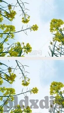 麻豆短视频app-麻豆短视频，构建数字时代的内容革新